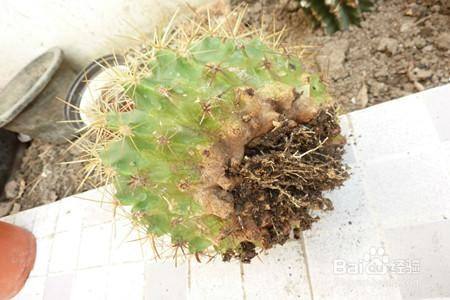 仙人掌烂根怎么补救 百度经验