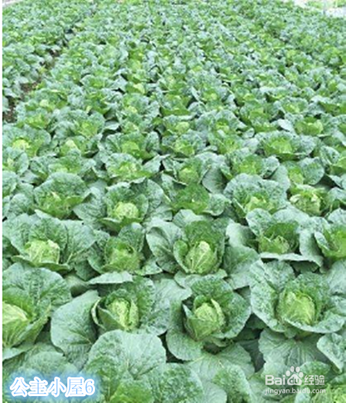 冻白菜的储藏及食用方法