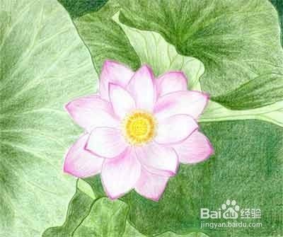 简单的莲花画 加菲的吃货生活 百度经验 简单的莲花画 加菲的吃货生活 百度经验
