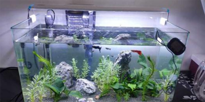 水族缸里面的鱼卵怎么弄出来
