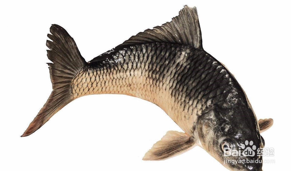 缺少优质活饵,鱼长不好怎么办