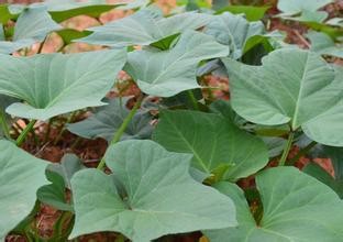 红薯叶子都有哪些好处