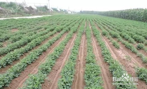 花生蓟马防治方法