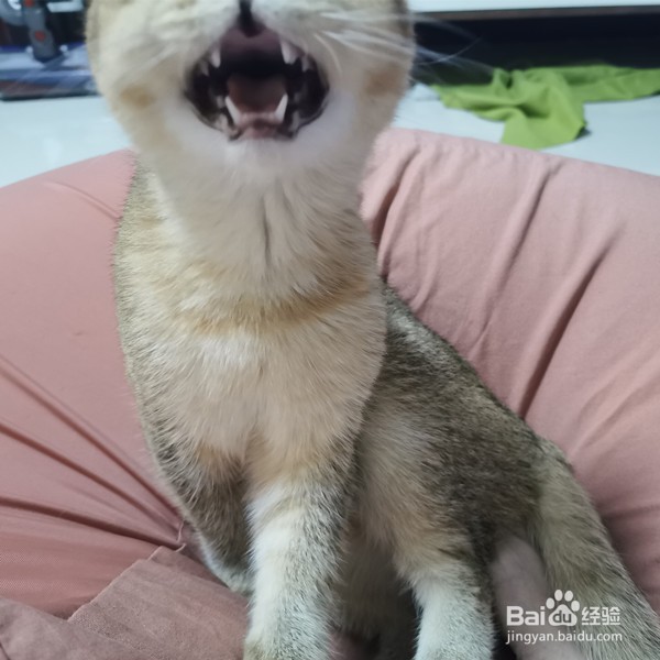 被小猫抓伤表皮怎么办