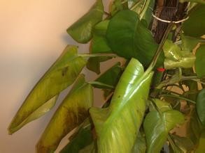 绿萝黄叶的原因和解决方法