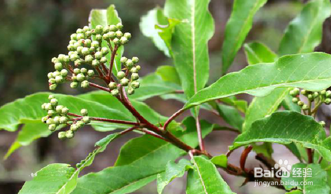 红果树怎么种植