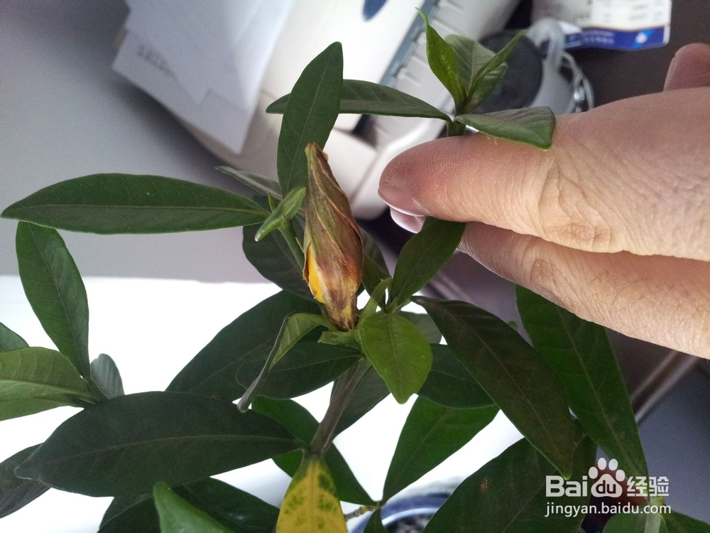 栀子花掉花苞怎么办