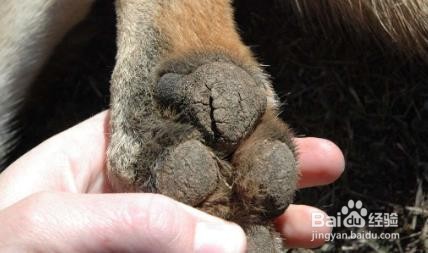 狗狗脚掌干裂怎么办