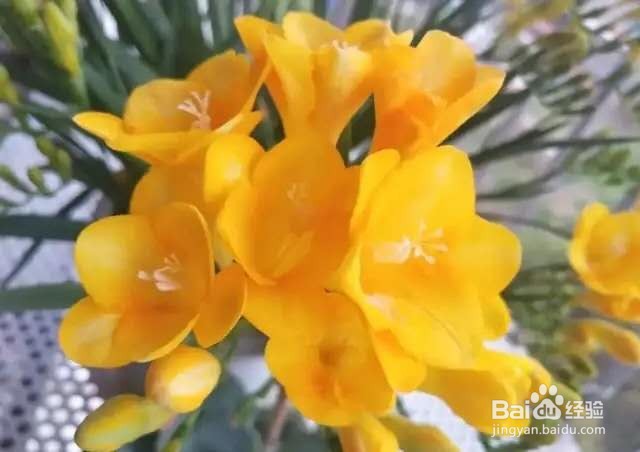 1种花一看像草,开花五颜六色,香味儿特高级