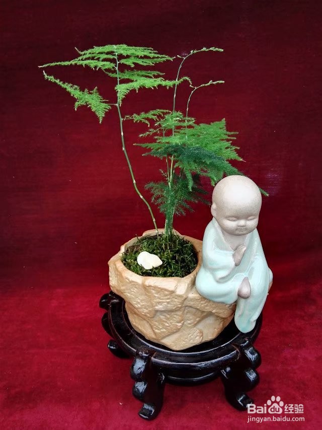 文竹叶子黄了应该怎么办