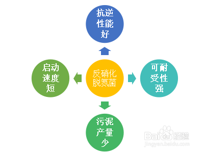 如何选择高效的反硝化脱氮菌