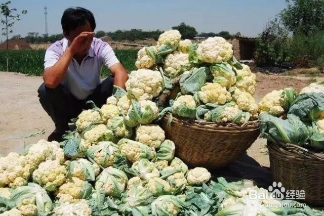 农产品上行存在四个问题