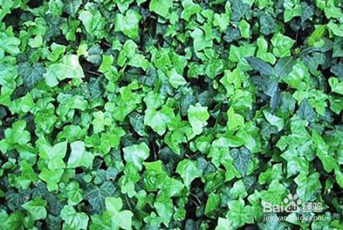 常春藤的养殖方法和注意事项