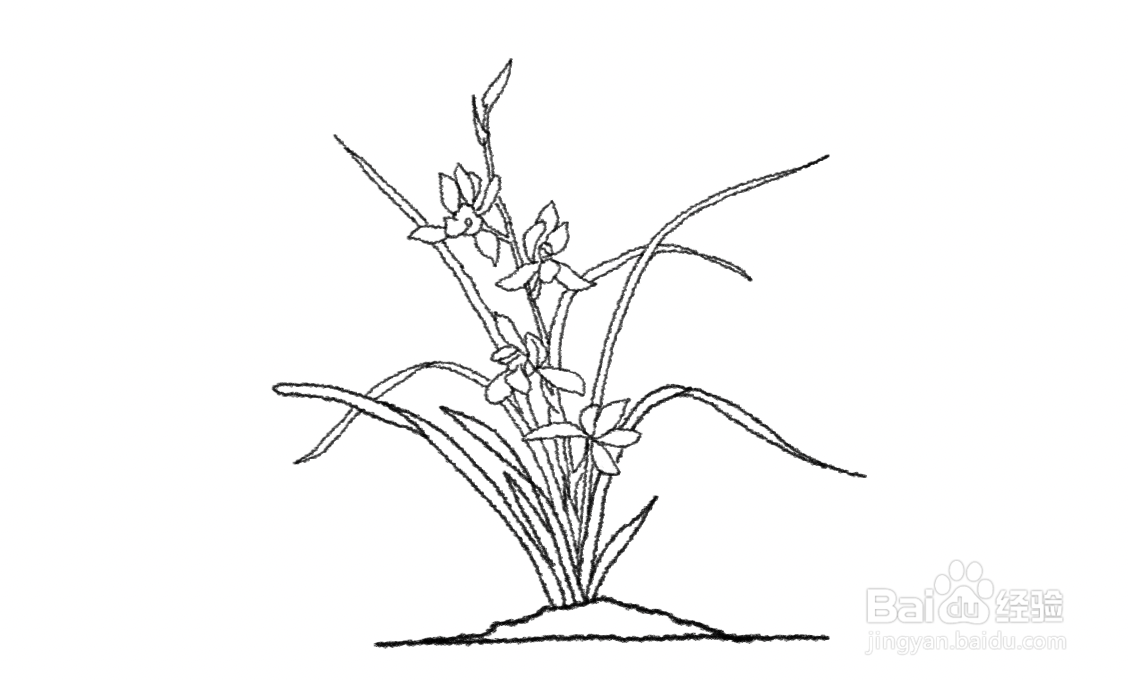 香妃兰花怎么简笔画