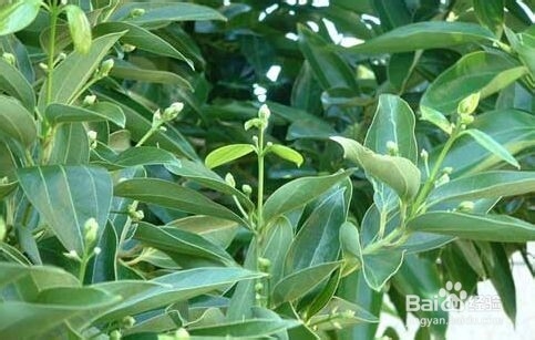 平安树叶子黄怎么办