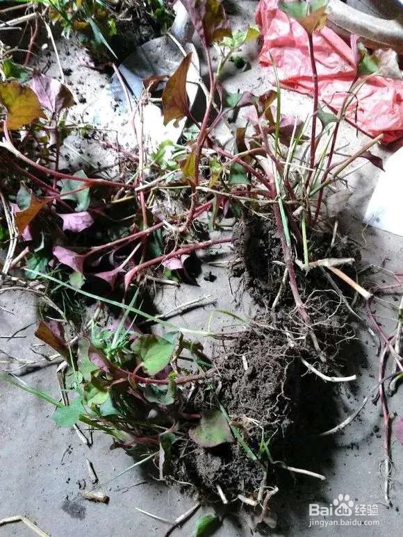 “长寿菜”别出门挖了，阳台种一点，够吃大半年