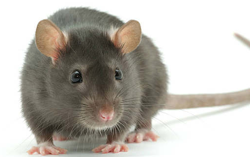 煮熟的老鼠屎有毒吗