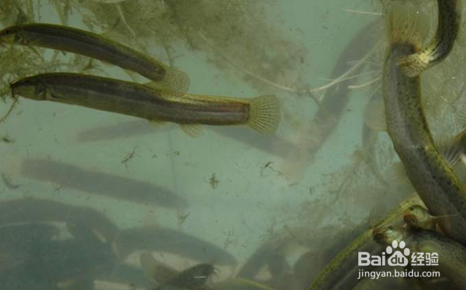 利用大水缸养泥鳅方法
