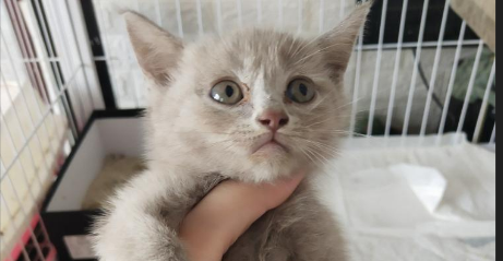 丁香色蓝猫爱生病吗