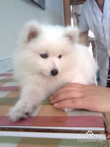 萨摩耶拉肚子怎么办