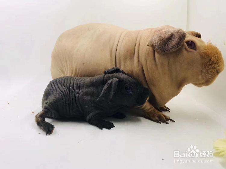 荷兰猪绝育要注意什么?