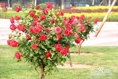 月季树养殖方法
