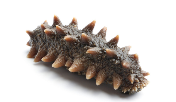 红海参和海参有什么区别