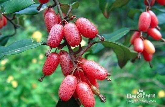 怪异水果大扫盲 奇葩水果都认识吗？（一）