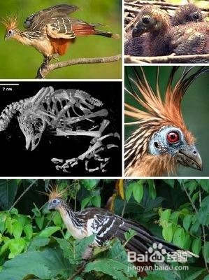 自然界十大活化石 你知道几个？