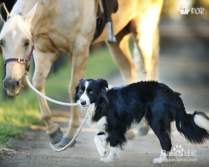 狗界高材生——边牧