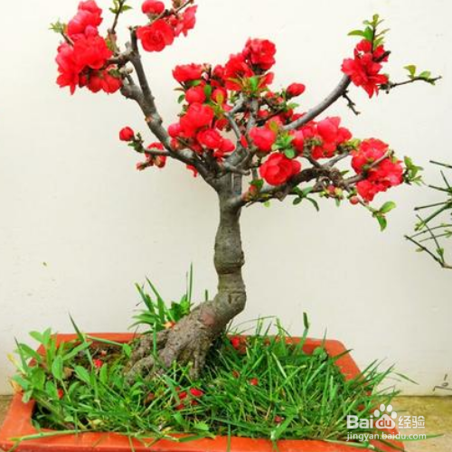 刚买回来的日本海棠怎么养殖?