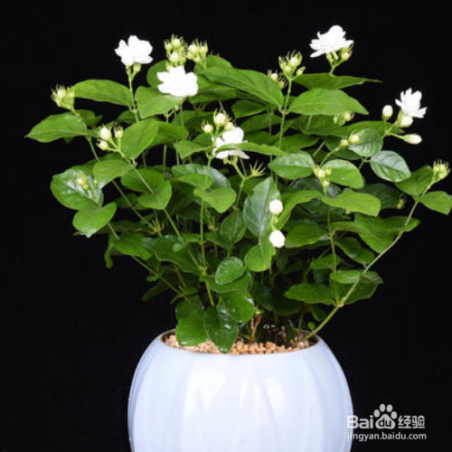 茉莉花的养护技巧有哪些?