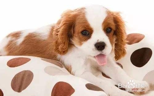 狗瘟(犬瘟热)的准确辨别方法是什么?