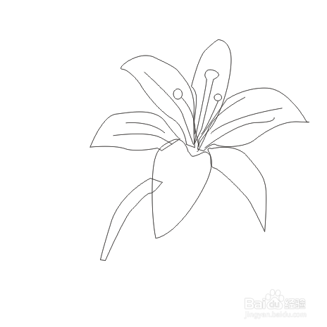 怎样在CorelDRAW中画百合花