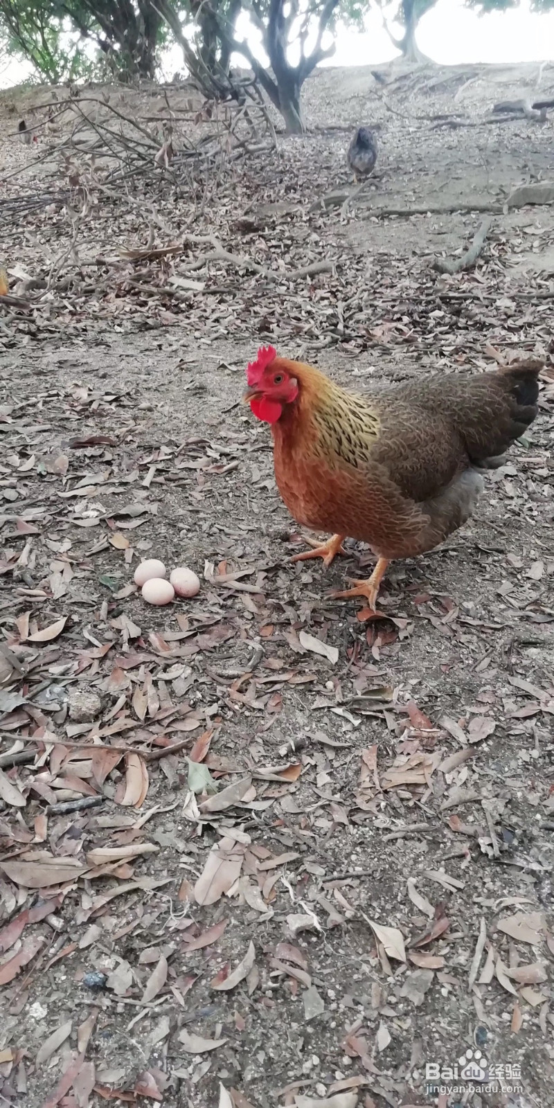 碳烤全鸡的做法