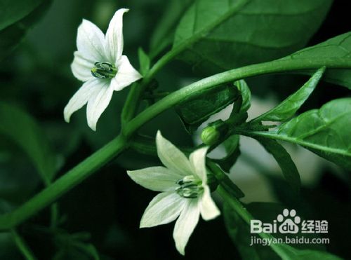 夏天驱蚊简单易做的几种方法