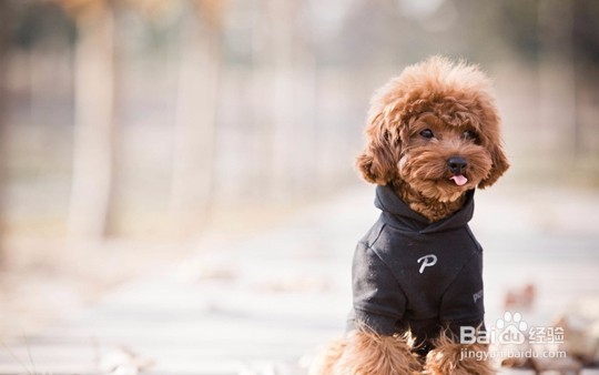 狗狗不听话怎么办在训犬帮训犬应该怎么做