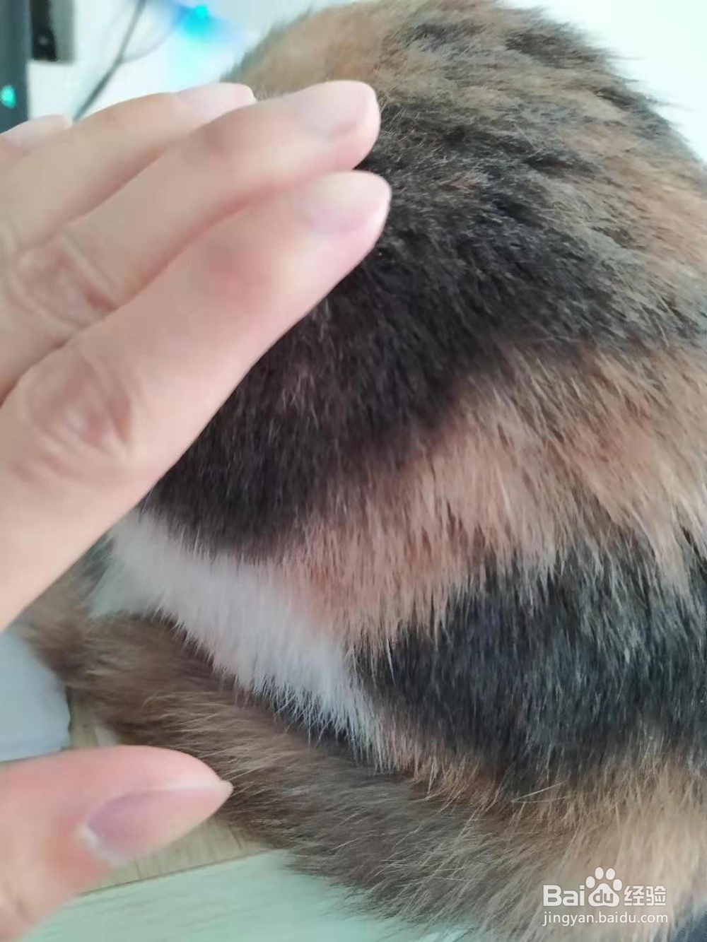 母猫咪发情有哪些反应，怎么缓解？