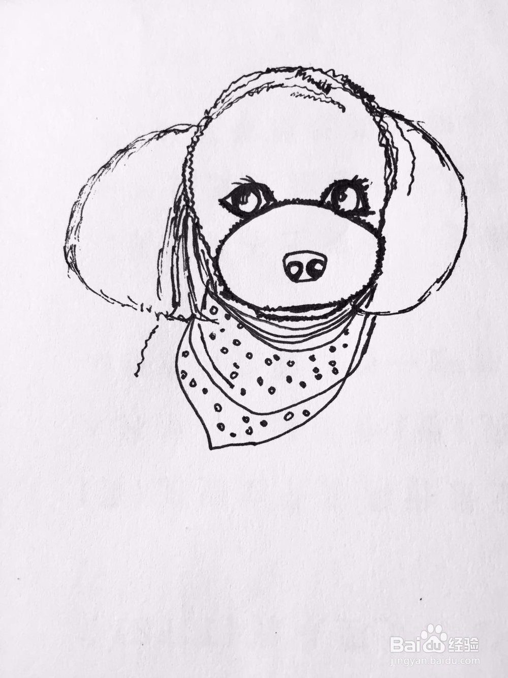 茉莉手绘之萌宠泰迪