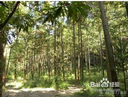 十一安全出行神仙居旅游攻略