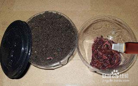 钓鱼小药,丁香油和丁香酒的制作方法