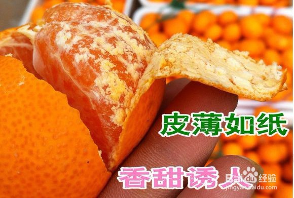临海涌泉蜜桔什么时候上市呢