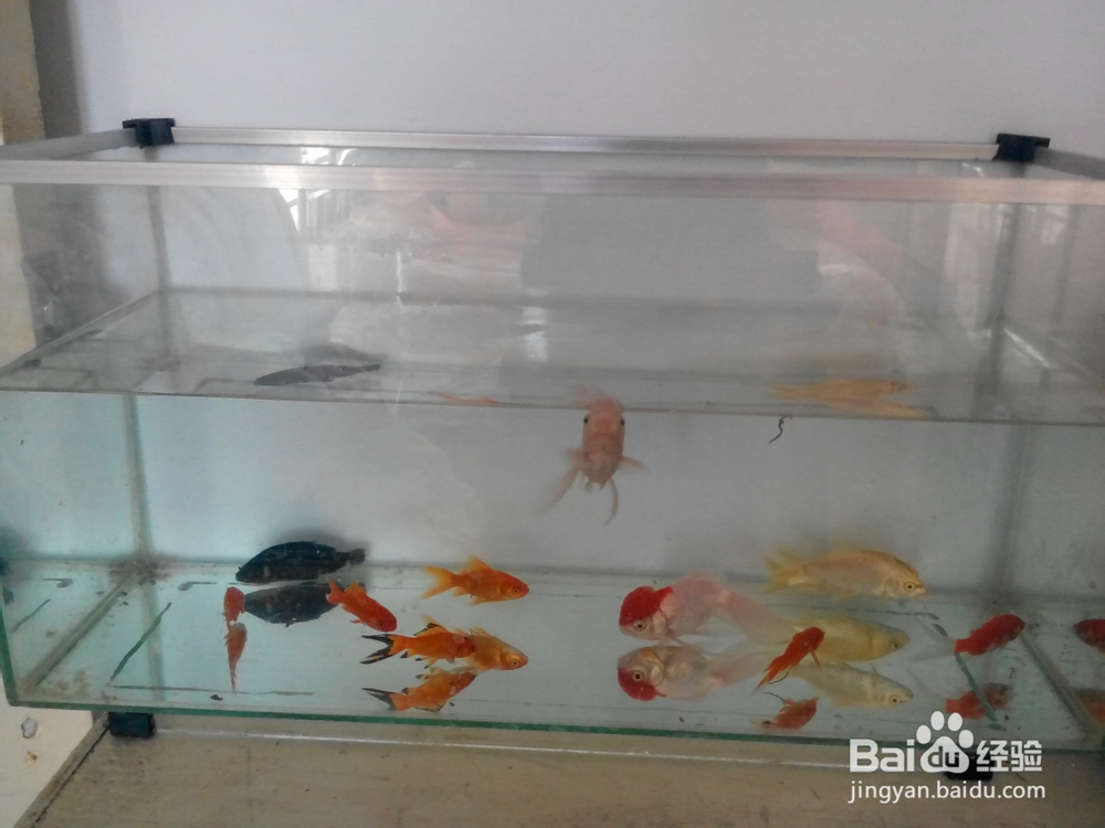 新手养鱼应该注意什么