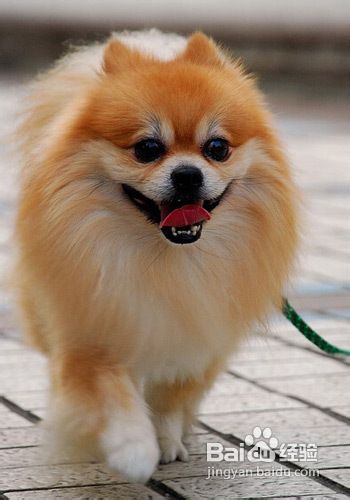 博美幼犬的五种喂养法