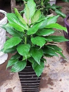 养花护花小常识!