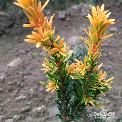 紫杉的培育方法和注意事项