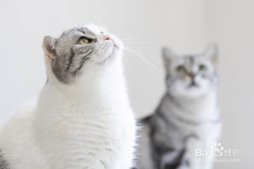 猫咪化毛膏的作用和功效