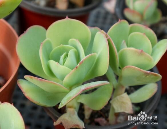 吉娃娃多肉的养殖方法和注意事项