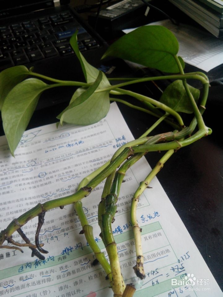 绿萝土培改水养