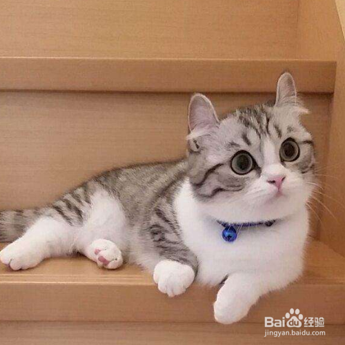 猫咪有哪些东西不能吃